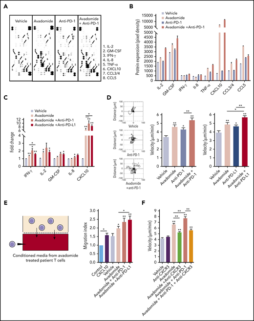 Avadomide and its combination PD-L1/PD-1 blockade induces an inflammatory T-cell secretome and enhances T-cell motility. (A) Representative scanned dot blot from a cytokine array hybridized with culture supernatants from treated patient T cells. (B) Quantification of the secretome dot blots of conditioned media from treated patient T cells. Data show the mean pixel intensity (representative of 3 patients). (C) Luminex FLEXMAP 3D cytokine bead array data shown as fold change (compared with untreated cells) for the indicated cytokines in treated patient T-cell culture supernatants (n = 10). (D) Representative migratory tracks of individual patient T cells are shown in the far-left plots. Bar charts show speed of T-cell migration following the anti-PD-1-based (left) and anti-PD-L1-based (right) immunotherapy treatments indicated (n = 6 patients, minimum of 15 cells per patient sample treatment). (E) Illustration of the chemotaxis assay of autologous T cells toward conditioned media (lower well) derived from avadomide treated patient T cells and quantification of autologous T-cell migration toward treated T cell-conditioned media (n = 8). CXCL10 (lower well) included as an assay control. Data are presented as fold change relative to medium alone control. (F) Bar chart showing speed of patient T-cell migration (n = 3) following the drug treatments indicated and in the presence of anti-CXCR3 Abs were indicated. *P < .05; **P < .01; using a Freidman test with Dunn’s multiple comparisons test (C) and a repeated measures 1-way ANOVA with Tukey's multiple comparisons test (D-F). Data presented as mean ± SEM.