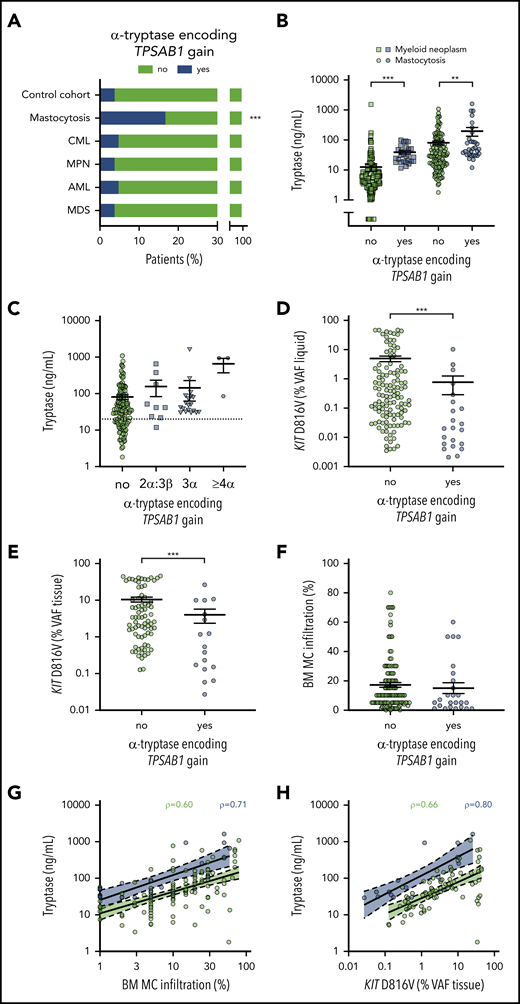 Prevalence of hereditary α tryptasemia and association of TPSAB1 genotype with biomarkers of disease burden in mastocytosis. (A) Prevalence of α-tryptase encoding TPSAB1 copy number gain in mastocytosis compared with the control cohort and other myeloid neoplasms. (B) Serum tryptase in patients with (blue) or without (green) α-tryptase encoding TPSAB1 gain; circles indicate mastocytosis and squares other myeloid neoplasms. (C) Serum tryptase in mastocytosis patients with (blue) or without (green) α-tryptase encoding TPSAB1 gain stratified according to the tryptase genotype; squares indicate 2α:3β, triangles 3α:anyβ, and hexagons ≥4α:anyβ. The dotted line indicates 20 ng/mL as minor diagnostic criterion for systemic mastocytosis. (D-F) KIT D816V mutant allele burden (VAF) in peripheral blood or bone marrow aspirate samples (VAF liquid, D) or formalin-fixed paraffin-embedded bone marrow biopsy sections (VAF tissue, E), and histologically determined bone marrow mast cell infiltration (F) in patients with (blue) or without (green) α-tryptase encoding TPSAB1 gain. Vertical black lines indicate mean ± standard error of the mean. (G-H) Linear regression for the relation of serum tryptase and bone marrow mast cell infiltration (G) or KIT D816V mutant allele burden (VAF tissue, H) stratified to presence (blue) or absence (green) of TPSAB1 gain. ρ indicates Spearman’s correlation coefficient. **P < .01; ***P < .001.