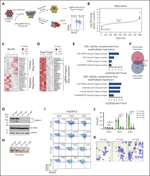 Identification of UPS genes that regulate erythropoiesis. (A) Experimental scheme. Cas9-expressing HUDEP-2 erythroblasts were transduced with a lentiviral vector library encoding sgRNAs targeting 776 UPS genes (supplemental Table 1) selected in puromycin, expanded, and cultured under conditions promoting expansion or terminal maturation. For the latter, mature (Band3+) and immature (Band3–) cells were purified by fluorescence-activated cell sorting (FACS) and analyzed by deep sequencing to compare sgRNA representation (panels B-C). Expansion-related genes were identified by comparing sgRNA representation in cells grown in culture for 0 or 8 days in expansion medium (panel D). (B) Differential representation of sgRNAs in immature vs mature erythroblasts. Each dot indicates a single gene ranked according to the relative sgRNA abundance (log2 fold change in Band3+ vs Band3– was an average of 4 sgRNAs per gene in 3 biological replicate experiments). Dots indicate the top 10 genes corresponding to underrepresented (blue) or overrepresented (black) sgRNAs in Band3+ erythroblasts. The yellow dot represents the average value of 19 control nontargeting sgRNAs (see also supplemental Table 2). (C) Heat map of the most differentially represented sgRNAs in mature (Band3+) vs immature (Band3–) erythroblasts (an average of 4 sgRNAs per gene in 3 biological replicate experiments). Genes corresponding to over- or underrepresented sgRNAs correspond to positive and negative regulators of erythroid maturation, respectively. (D) Heat map showing the differential representation of sgRNAs for genes that promote HUDEP-2 erythroblast expansion. The data represent the average of 4 different sgRNAs for each gene in 3 biological replicate experiments. Genes corresponding to the 20 most depleted sgRNA sets after 8 days of growth in expansion medium are shown. (E) Gene Ontology (GO) enrichment analysis of genes identified by CRISPR screening as positively regulating HUDEP-2 cell maturation or expansion. The enriched GO terms are listed on the left, with the corresponding −log10 adjusted P values shown in the graph. (F) Overlap between genes predicted to promote HUDEP-2 cell expansion or maturation. (G-K) Immature Cas9-expressing HUDEP-2 erythroblasts were transduced with lentiviral vectors encoding FBXO11 sgRNAs (F11-sg) or control sgRNAs (Ctrl), selected with puromycin, and expanded for 5 to 9 days. (G) Western blot showing FBXO11 protein expression. Bands labeled i1 and i4 indicate isoforms FBXO11-4 and FBXO11-1, as described previously.20 The asterisk indicates a nonspecific band. (H) Cell pellets at day 5 of induced erythroid maturation. (I) Flow cytometry plots showing Band3 and CD49d expression at the indicated time points after induced erythroid maturation. (J) Summary of Band3 expression in multiple experiments performed as in panel I. Bars indicate the mean ± standard error of the mean (SEM) from 4 biological replicate experiments. (K) May-Grünwald-Giemsa–stained cells at maturation day 7. Red arrows indicate immature erythroblasts. Scale bar, 10 μm. **P < .01 (unpaired Student t test); n.s., not significant.