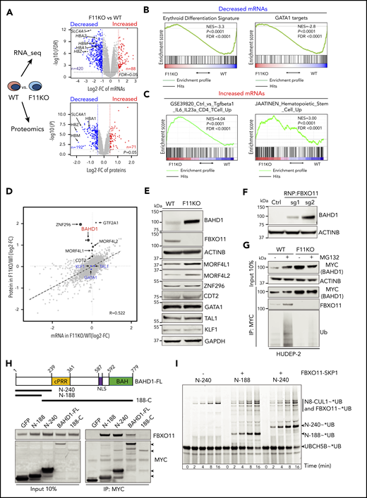 FBXO11 binds, ubiquitinates, and destabilizes BAHD1. (A) Quantitative transcriptome (top graph, 14 642 mRNAs) and proteome (bottom graph, 9822 proteins) comparisons of WT and FBXO11 KO (F11KO, panel G) HUDEP-2 cell pools. Each dot represents a single gene (average values: WT, 4 biological replicates; F11KO, 3 biological replicates each for FBXO11, sgRNA1, and sgRNA2). The x-axis shows the log2 fold change (FC) in expression. The y-axis shows the –log10P value. Selected erythroid genes are highlighted. (B) Gene set enrichment analysis (GSEA) of mRNAs that are downregulated in F11KO vs WT cells, showing enrichment for erythroid differentiation markers24 and erythroid GATA1 targets.25 (C) GSEA of mRNAs that are upregulated in F11KO vs WT cells, showing enrichment for T-cell and hematopoietic stem/progenitor cell markers. (D) Integrative analysis of quantitative proteomics (9822 proteins) and RNA-seq (14 642 mRNAs) comparisons of WT and F11KO HUDEP-2 cell pools grown in culture under expansion conditions. Each dot represents the average value for 1 gene or protein (from 4 biological replicates for WT; 6 for F11KO cells). The erythroid transcription factors GATA1, KLF1, and TAL1 are indicated in blue. Potential FBXO11 substrates were identified as those with a ≥1.6-fold increase in protein expression (log2 FC ≥0.7; P < .05) and a minimal change in the corresponding mRNA (log2 FC ≤0.5) (see supplemental Methods). The size of the black dot represents the relative P value in quantitative proteome analysis (see supplemental Table 4). (E) Western blot showing the expression of selected proteins identified in panel D. (F) Western blot showing BAHD1 expression in primary erythroblasts derived from CD34+ cells electroporated with ribonucleoprotein containing Cas9 and control (Ctrl) or FBXO11 sgRNAs. (G) WT and F11KO HUDEP-2 cells (clone F11KO #2) stably expressing BAHD1-MYC were treated with MG132 or vehicle, immunoprecipitated (IP) with anti-MYC antibody, and analyzed by western blotting. The input lanes represent 10% of the immunoprecipitated sample. (H) Primary structure of full-length (FL) BAHD1, showing the central proline-rich region (cPRR), nuclear localization signal (NLS), and bromo-adjacent homology domain (BAH). N- and C-terminal truncated mutants are shown below. Plasmids encoding MYC-tagged versions of BAHD1 or GFP were transfected into 293T cells. After 48 hours, cell lysates were immunoprecipitated with anti-MYC antibody, and western blot analysis was performed with anti-FBXO11 or anti-MYC antibodies. The input lanes represent 10% of the immunoprecipitated sample. (I) The ubiquitin-activating enzyme UBA1 was incubated with fluorescent-tagged ubiquitin and E2 ligase UBCH5B to form the intermediate UBCH5B∼UB (ubiquitin). The indicated recombinant BAHD1 N-terminal fragments were preincubated with NEDD8∼CUL1 ± SKP1-FBXO11, followed by the addition of UBCH5B∼UB. At the indicated time points, aliquots were quenched by adding sodium dodecyl sulfate-polyacrylamide gel electrophoresis (SDS-PAGE) sample buffer and fractionated on a 4% to 12% SDS-polyacrylamide gradient gel. Fluorescent UB was visualized by scanning on a Typhoon imager (GE). FDR, false discovery rate; NES, normalized enrichment score.