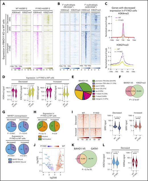 FBXO11 targets BAHD1 at bivalent erythroid genes. (A) Heat maps showing H3K27me3 and H3K4me3 histone marks near the transcription start site (TSS, ±10 kb) of genes with decreased, increased, or unchanged expression after FBXO11 KO in HUDEP-2 cells grown under expansion conditions. Results are shown for WT and F11KO (clone F11KO #2) HUDEP-2 cells with analysis from 2 biological replicates. (B) The histone marks H3K4me3 and H3K27me3 within 10 kb of the TSS of FBXO11-regulated genes in human peripheral blood (PB) CD34+ cell–derived proerythroblasts at differentiation day 7 and in CD36+CD71+CD235a+ human umbilical cord blood CD34+ cell–derived erythroblasts from the Blueprint consortium (http://www.blueprint-epigenome.eu/). (C) Metagene representation of histone marks for genes with decreased expression after FBXO11 KO, as shown in panel A. Results are from an analysis of 2 biological replicates. (D) Violin plots showing normalized densities of H3K27me3 and H3K4me3 marks in genes with decreased or increased expression after FBXO11 KO in WT or F11KO HUDEP-2 cells grown in culture under expansion conditions. The data summarize the results of 2 biological replicate experiments. (E) Genomic localization of BAHD1-V5 ChIP-seq peaks. Promoter, 2 kb on either side of the TSS; TES, 2 kb on either side of the transcription end site (TES); 5′ distal region, 50 kb upstream of the TSS to 2 kb downstream of the TSS; 3′ distal region, 2 kb downstream of the TES to 50 kb downstream of the TES; intergenic, >50 kb upstream of the TSS and >50 kb downstream of the TES. Results are shown from analysis of 3 biological replicates. (F) Overlap between BAHD1-V5 binding (ChIP-seq signals) and H3K27me3 marks in HUDEP-2 cells. The P value was determined by Fisher exact test. (G) Analysis of genes that are deregulated by ectopic expression of BAHD1-V5 in HUDEP-2 cells. Pie charts show the mRNA transcripts that are decreased (upper left) or increased (upper right) in BAHD1-V5–expressing vs WT cells, color-coded according to the BAHD1-V5 binding of the corresponding genes. The P values refer to the significance of BAHD1-V5 occupancy on genes with decreased or increased expression caused by BAHD1-V5 (as determined by Fisher exact test). BAHD1-V5 binding in genes with decreased (lower left) or increased (lower right) expression in F11KO vs WT HUDEP-2 cells. The P values refer to the significance of BAHD1-V5 occupancy in each group (Fisher exact test). (H) Promoter bivalency in genes with decreased (left) or increased (right) expression in F11KO vs WT HUDEP-2 cells. The P values refer to the significance of promoter bivalency in each group (Fisher exact test). (I) ChIP-seq analysis of WT and F11KO (clone F11KO #2) HUDEP-2 cells for GATA1 occupancy near the TSS (±5 kb) of genes with decreased or increased expression after FBXO11 KO. Heat maps of GATA1 signals are shown on the left. Violin plots on the right show normalized densities of GATA1 signals (data from 2 biological replicate experiments). P values were determined by the Wilcoxon test. (J) Motif-enrichment analysis of ATAC-seq data from WT and FBXO11-KO (F11KO #2) HUDEP-2 cells. The volcano plot shows the transcription factor binding motifs that are enriched near ATAC-seq peaks (reflecting open chromatin) and that are lost or gained in F11KO cells compared with WT cells. (K) Overlap between BAHD1-V5 binding sites and GATA1 occupancy in WT (FBXO11+/+) HUDEP-2 cells. P value was determined by Fisher exact test. (L) Violin plots showing normalized densities of H3K27ace and H3K9ace marks in genes with decreased expression after FBXO11 KO in WT vs F11KO HUDEP-2 cells. The P value was determined by the Wilcoxon test.