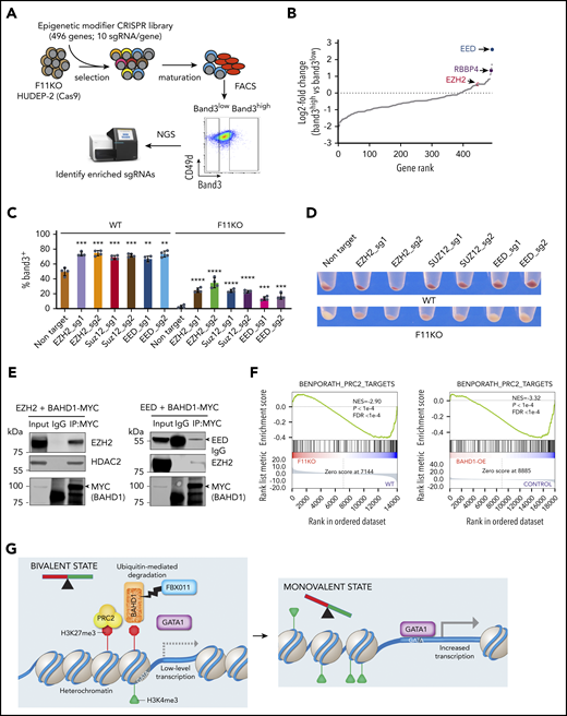 BAHD1 interacts functionally and physically with the PRC2 complex. (A) Cas9-expressing F11KO HUDEP-2 cells were transduced with a lentiviral vector library encoding sgRNAs against 496 epigenetic modifier genes, selected in puromycin, then induced to undergo maturation for 5 days. Band3high and Band3low erythroblasts were FACS purified and analyzed by deep sequencing to compare the sgRNA representation. (B) Differential gene rank by RRA score from MAGeCK analysis32,33 of Band3high and Band3low erythroblasts. The PRC2 complex genes EED, EZH2, and RBBP4 are indicated. (C) WT and F11KO (clone F11KO #2) HUDEP-2 cells expressing Cas9 plus individual EZH2, SUZ12, EED, or control (Ctrl) sgRNAs were analyzed for Band3 expression after 5 days of induced erythroid maturation. The graph shows the mean ± SEM from 4 biological replicate experiments. (D) Pellets of cells described in panel C after 5 days of induced maturation. (E) 293T cells were transfected with plasmids encoding BAHD1-MYC and EZH2 (left panel) or BAHD1-MYC and EED (right panel). After 48 hours, cell lysates were immunoprecipitated with anti-MYC or IgG antibody, and western blot analysis was performed with the antibodies indicated at the right of each panel. The input represents 10% of the immunoprecipitated samples. (F) GSEA of differentially expressed genes in F11KO vs WT HUDEP-2 cells (left panel) or BAHD1-OE vs control HUDEP-2 cells (right panel), showing enrichment for a PRC2 target gene set. (G) Model showing the regulation of erythroid gene expression by FBXO11-mediated degradation of BAHD1. In early-stage erythroblasts, many erythroid genes are maintained in a bivalent state associated with concomitant H3K4me3 and H3K27me3 promoter marks and low-level expression. The heterochromatin-associated protein BAHD1 binds H3K3me3, recruits repressor proteins, and physically interacts with the PRC2 complex (an H3K27me3 writer). Recruitment of the erythroid transcription factor GATA1 is inhibited by BAHD1-induced heterochromatin. FBXO11 relieves transcriptional repression, facilitates GATA1 binding and promotes transition to a monovalent activating state by stimulating ubiquitin-mediated proteolysis of BAHD1, either before or after its binding to DNA and/or its interaction with corepressor proteins. NGS, next-generation sequencing. **P < .01; ***P < .001; ****P < .0001 (unpaired Student t test).