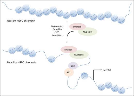 The chromatin remodeling factors smarca5 and nucleolin increase accessibility to key hematopoietic genes (eg, bcl11ab) that are involved in the transition from nascent to fetal-like stage. Transcription factors important for hematopoiesis are recruited to these sites (eg, spi1 and klf1).