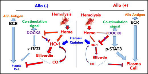 Proposed mechanism of hemolysis-mediated regulation of SCD alloimmunization through inhibition of B-cell differentiation. In allo-negative SCD patients, hemolysis can inhibit B-cell differentiation and subsequent alloimmunization through DOCK8 and HO-1 enzyme activity. In contrast, B cells from allo-positive SCD patients are insensitive to inhibitory effects of hemolysis that results from altered DOCK8 and HO-1 signaling pathways. Heme plus QA can inhibit B-cell activation in both allo-positive and allo-negative patients by targeting HO-1. BCR, B-cell receptor.