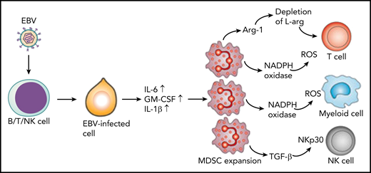 Latent membrane protein-1 (LMP1) in EBV-infected cells induces increased expression of IL-6, GM-CSF, and IL-1β through increased glycolysis. These cytokines promote expansion of MDSCs that suppress T cells, NK cells, and other myeloid cells through different mechanisms. T cells are suppressed through the depletion of L-arginine (L-arg) or via the production of reactive oxygen species (ROS). MDSCs inhibit NK cells through expression of transforming growth factor β (TGF-β) and downregulation of NK-cell–activating receptor NKp30. In addition, MDSCs suppress differentiation of myeloid cells through the ROS-dependent pathway. Arg-1, arginase-1; NADPH, nicotinamide adenine dinucleotide phosphate hydrogen.