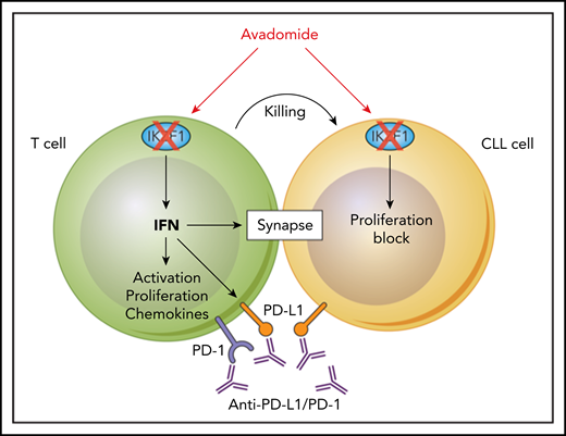 Dual activation of CD8+ T cells by CRBN modulators and checkpoint inhibitors. Avadomide induces IKZF1 degradation through the CRBN E3 ligase inhibiting proliferation in CLL cells and enhancing IFN type I and II signaling in T cells. IFN signaling induces activation, proliferation, and chemokine release of cytotoxic T cells but also upregulation of autoinhibitory PD-L1. Blocking PD-L1 or PD-1 by antibodies enables synapse formation and T-cell–mediated killing of CLL cells.