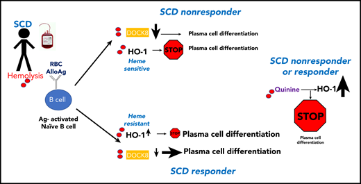 Proposed model of heme pathways in SCD B cells and response to allogeneic transfusion. Upon engagement with RBC alloantigens, activated naïve B cells from nonresponder SCD patients do not differentiate into plasma cells because of heme-mediated downregulation of DOCK8 and HO-1–mediated signaling. In responder SCD patients, these heme pathways are impaired, enabling plasma cell differentiation to proceed. The combination of heme and the heme-binding molecule quinine causes induction of very high levels of HO-1 and suppression of plasma cell differentiation in both responder and nonresponder SCD patients. Ag, antigen.