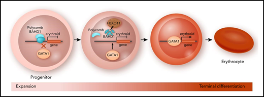 FBXO11-mediated protein degradation enables red cell differentiation. In expanding red cell progenitors, differentiation-associated genes are repressed by epigenetic factors such as the polycomb complex. To enter terminal differentiation, the E3 ubiquitin ligase FBXO11 initiates the proteasomal degradation of chromatin factor BAHD1. As a result, repressive factors are no longer recruited to erythroid genes, which allows GATA1 to activate red cell genes required for terminal differentiation.