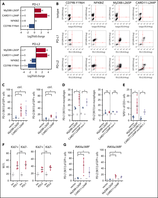 Immune-checkpoint inhibitors PD-L1/2 are upregulated on both MyD88- and CARD11-mutant Eµ-myc lymphomas. (A) PD-L1 (top) and PD-L2 (bottom) RNA-seq transcript levels (relative to vector cohort) in B220-isolated NDM-carrying lymphoma cells. Sample numbers as indicated; error bars denote the standard error, and red color bar indicates significance (P < .05) as compared with the respective vector control cohorts. (B) PD-L1/2 surface expression on B220/GFP double-positive lymphoma cells by flow cytometry. Representative cases of n ≥ 3 independent experiments are shown. (C) Flow cytometric surface PD-L1/2 expression on individual GFP+ Eµ-myc lymphomas (n = 6) that were stably transduced in vitro with the MyD88-L265P or CARD11-L244P moiety vs an empty vector as a control (with error bars denoting the standard deviation). Gray dots represent mean fluorescence intensity (M.F.I.) of isotype controls. (D) PD-L1/2 expression measured as in panel B on F4/80+;B220−;GFP− tumor-infiltrating macrophages isolated from bulk MyD88-L265P– and CARD11-L244P–mutant Eµ-myc lymphomas in n ≥ 3 individual cases per genotype (with error bars denoting the standard deviation). Gray dots represent M.F.I. of isotype controls. (E) Fraction of PD1+ T cells within the CD3+ cell population of bulk lymphomas as in panel D. (F) Costaining for the proliferation marker Ki67 and surface PD-L1 or PD-L2 in viable GFP+;B220+ MyD88-mutant lymphomas as in panel D. Gray dots represent M.F.I. of isotype controls. (G) Flow cytometric surface PD-L1/2 expression on individual GFP+ senescence-incapable INK4a/ARF-deficient (n ≥ 3) Eµ-myc lymphomas that were stably transduced in vitro with the MyD88-L265P or CARD11-L244P moiety vs an empty vector as a control (with error bars denoting the standard deviation). Gray dots represent M.F.I. of isotype controls. Asterisks indicate significance (P < .05); n.s., not significant.