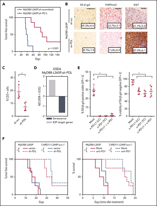 MyD88-L265P- or CARD11-L244P-driven immune evasion phenotypes prevent senescence-preferential immune clearance of lymphoma cells. (A) Lymphoma onset in recipient mice of stably MyD88-L265P;sh-scrambled (n = 6) or MyD88-L265P;sh-PDL (targeting both PD-L1 and PD-L2; n = 7) cotransduced Eµ-myc transgenic HSCs (P = .001). Of note, all lymphomas generated were GFP+ (data not shown). For knockdown efficiency, see supplemental Figure 4A. (B) In situ expression (with representative cases shown) of the indicated senescence-related markers of lymphomas as in panel A. SA–β-gal staining of cytospin preparations and lymphoma sections stained with hematoxylin and eosin and antibodies against H3K9me3 or Ki67. Scale bars, 100 µm. (C) Fraction of CD3+ cells within the overall population of viable cells in freshly isolated single-cell suspensions from n ≥ 3 individual enlarged lymph node samples per indicated genotype (with error bars denoting the standard deviation) analyzed by flow cytometry. (D) GSEA in RNA-seq–based GEP of GFP-sorted B-cell lymphoma cells as in panel A for the indicated gene signatures. (E) Cytotoxic potential of anti-PD1–derepressed splenic cytotoxic CD8a+ T cells coincubated with C12-RG+ vs C12-RG− fractions of the same, but ex vivo anti–PD-L1 antibody-treated MyD88-L265P B-cell lymphoma cells that developed in the same mouse the T cells were isolated from. Left, percentage of senescent viable GFP+ lymphoma cells after T-cell coculture and indicated antibody treatments. Right, viability of nonsenescent (proliferating) GFP+ lymphoma cells after T-cell coculture and indicated antibody treatments, n = 3 different tumor mice (with error bars denoting the standard deviation). (F) Tumor-free/OS, plotted in Kaplan-Meier format, of mice transplanted with manifest MyD88-L265P– or CARD11–L244P-driven lymphomas either engineered to stably coexpress sh-PDL (vs empty vector) at the time of transplantation (left), or exposed to an anti-PD1 antibody (vs mock) at the time of well-palpable lymphoma manifestation (right); n ≥ 3 samples per genotype and treatment arm. Asterisks indicate significance (P < .05).