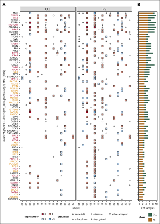 Distribution of SNVs, InDels, and CNAs across patients and samples. Genes that were recurrent in the tissue-RS (A) and total number of mutated samples per recurrent gene and by DNA source (B). Recurrent genes were those harboring (1) an SNV/InDel in ≥ 2 tissue-RS samples or (2) an SNV/InDel or CNA ≥2 tissue-RS samples and constituted any of 46 cancer pathways or CLL drivers or DDR genes. Red gene labels in panel A indicate CLL drivers and orange labels indicate DDR genes. Gray dots indicate cases with MYC overexpression in the tissue-RS.