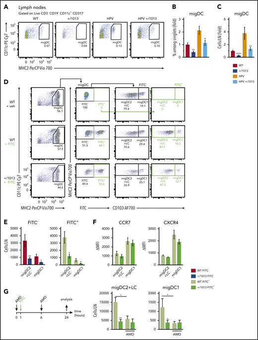 CXCR4 controls steady-state skin DC migration and in acute inflammation. (A) Representative dot plots showing migDCs (CD11c+MHC2hi gated on CD3−CD19−CD317−) in inguinal LNs from WT, +/1013, HPV, and HPV+/1013 mice. Percentages among parent cells are indicated. (B-C) Percentage among singlets (B) and number (C) of migDCs per LN as the fold change relative to WT values. (B-C) Mean ± SEM, n = 10-11 per group, cumulative data from four independent experiments. (D) Representative dot plots showing the gating strategy for identifying CD103+ migDC1 and CD103− migDC2+LC subsets in SDLNs from mice 24 hours after FITC treatment. (E) Number of FITC-negative (FITC−) and FITC-positive (FITC+) migDCs in skin-draining LNs from FITC-treated mice. (F) Membrane expression of CCR7 (left) and CXCR4 (right) by FITC+ migDC1 and migDC2+LC from WT and +/1013 mice. (G) Left, experimental design: mice received AMD3100 or PBS at t = 0 and 6 hours. FITC was applied at t = 1 hour. Right, number of FITC+ migDC1 and migDC2+LC in inguinal LNs form mice treated or not with AMD3100 (AMD). Mean ± SEM, n = 8-9 mice/group, cumulative data from 2 independent experiments (D-F). Mean ± SEM, n = 6-8 mice/group, cumulative data from 3 independent experiments (G). Mice had an FVB/N genetic background. Statistical analysis was performed using the 2-tailed, unpaired Mann-Whitney test to compare WT and +/1013 mice. *P < .05, **P < .01.