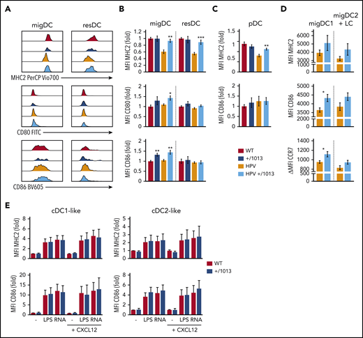 CXCR4 dysfunction promotes steady-state DC activation and in the context of HPV-associated inflammation. (A) Representative histograms showing the levels of MHC2, CD80, and CD86 surface expression by migDCs and resDCs (defined as CD11c+MHC2hi and CD11chiMHC2+ gated on live CD3−CD19−CD317− cells, respectively) recovered from the SDLNs of WT, +/1013, HPV, and HPV+/1013 mice. (B) Bar graphs showing the surface expression of MHC2, CD80, and CD86 for migDCs and resDCs as the fold change relative to WT. (C) Bar graphs showing the expression of MHC2 and CD86 in pDCs as the fold change relative to WT. Mean ± SEM, n = 8-11 mice/group from 4 experiments for MHC2, n = 8 mice/group from 3 experiments for CD86, n = 6 mice/group from 2 experiments for CD80 (B-C). (D) Bar graphs showing the surface expression of MHC2, CD86, and CCR7 for migDC1 and migDC2+LC from HPV and HPV+/1013 mice (mean ± SEM, n = 6-7 per group from 1 of 2 representative experiments). (E) Bar graphs showing the surface expression of MHC2 and CD86 upon LPS or ssRNA stimulation for DC1-like and DC2-like BMDCs derived from WT and +/1013 mice. Results are expressed as the fold change relative to nontreated WT (mean ± SEM, cumulative data from n = 4 to 5 independent experiments). Mice had an FVB/N genetic background. Statistical analysis was performed using the 2-tailed, unpaired Mann-Whitney test to compare +/1013 mice to their WT counterparts. **P < .01, ***P < .005.
