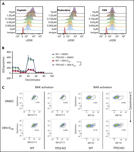 Defects in TP-53 function impair the induction of apoptosis in cancer cells by venetoclax. (A) BAX/BAK double-deficient RS4;11 cells, that are unable to undergo apoptosis, were treated with increasing doses (0-10 μM) of the DNA-damaging drugs cisplatin or fludarabine, or venetoclax (VEN) and γH2AX staining (an indicator of DNA damage) was examined by flow cytometry after 24 hours. Note that cisplatin and fludarabine, but not venetoclax, induced DNA damage, even in the absence of apoptotic cell death. Data are representative of ≥3 independent experiments. (B) WT or TP53 KO clones of MOLM-13 cells were treated with IC20 doses of venetoclax or DMSO (vehicle control) for 3 days. Mitochondrial metabolism was examined by using the Seahorse Mito Stress Test Kit. Error bars indicate SD of 8 replicate samples. (C) Activation of BAX (detected by antibody 1E5) or BAK (detected by antibody G317-2), both early events in apoptosis signaling (x-axes), and loss of cytochrome c (a later event; y-axes) in TP53 WT or TP53 KO RS4;11 cells were determined by flow cytometry 6 hours after treatment with IC50 doses of venetoclax. Data are representative of ≥3 independent experiments.