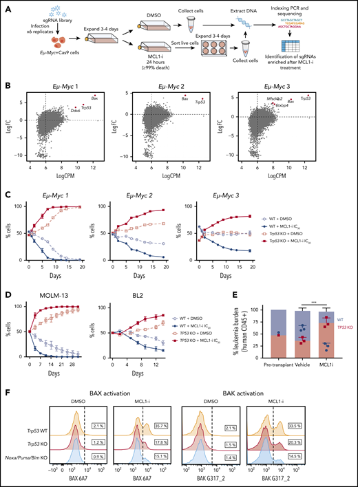 TP53 loss impairs killing induced by an MCL-1 inhibitor. (A) Genome-wide recessive CRISPR screenings to identify genes critical for the action of MCL-1 inhibition. Three independent Cas9-expressing Eµ-Myc mouse lymphoma cell lines were transduced with a library of sgRNAs targeting the mouse genome. These infected cells were expanded and treated with the MCL-1 inhibitor S63845 at doses that killed >99% of cells. The remaining cells that survived were left to expand for 3 to 4 days before DNA was extracted, and targeted amplicon deep sequencing was performed on the MiSeq to identify sgRNAs enriched in cells resistant to MCL-1 inhibitor treatment. (B) Loss of Trp53 and Bax were the top hits for positive selection with the MCL-1i. Enrichment of sgRNAs targeting the indicated genes in 3 independently derived Eµ-Myc lymphoma cell lines treated with the MCL-1i S63845. Eµ-Myc lymphoma cell lines 1-3: AH15A, AF47A, and 560, respectively. (C) The growth of paired Trp53 WT or Trp53 KO Eµ-Myc 1, Eµ-Myc 2, or Eµ-Myc 3 lymphoma cell lines treated continuously with a suboptimal (IC30) dose (supplemental Table 4) of MCL-1i (or control treated) was monitored over 20 days by flow cytometric analysis. See Figure 2C for the experimental outline. (D) Growth competition assay experiments similar to those with mouse Eµ-Myc lymphoma cell lines (panel C) were undertaken with the indicated human cancer-derived cell lines. (E) NSG mice received transplants of an equal number of TP53 WT and TP53 KO MOLM-13 cells. Three days after transplantation, the mice were treated with vehicle or MCL-1i (25 mg/kg once weekly) for 2 weeks. The proportions of TP53 WT (GFP+) and TP53 KO (BFP+) human (CD45+) cells in the peripheral blood were enumerated by flow cytometry. ***P = 2.3 × 10−3 vehicle vs MCL-1i treatment of TP53 KO cells. Data are means ± SD of 5 animals per group from a representative experiment (n = 3 independent experiments). (F) Activation of BAX (detected by antibody 6A7) or BAK (detected by antibody G317-2) in Trp53 WT, Trp53 KO, or Noxa/Puma/Bim KO Eµ-Myc 2 cells were determined by flow cytometry 6 hours after treatment with 150 nM of MCL-1i. Data are representative of ≥3 independent experiments.