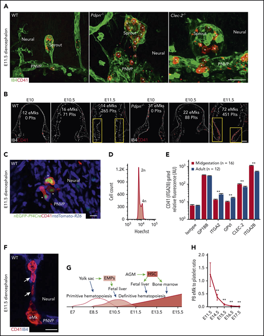 Increased localization of eMks within aneurysm-like sprouts and PNVP of Pdpn−/− and Clec-2−/− lower diencephalon. (A) Confocal images of aneurysmlike sprouts with eMks (asterisks) and platelets. CD41 marks eMks and platelets. (B) Confocal images and representative quantified number of eMks and platelets (Plts) in the diencephalon. Yellow boxes indicate the lower diencephalon. CD41 marks eMks and platelets. (C) Micrograph of eMks (asterisks) double labeled with CD41 and nuclear enhanced green fluorescent protein (EGFP) within diencephalon of ntdTomato-R26;Pf4Cre embryonic brain. The tdTomato labeling of other nuclei is pseudocolored blue. (D) Flow cytometric data of E11.5 peripheral blood (PB) stained with anti-CD41 to gate eMks and with Hoechst 33342 for nuclear ploidy. Results represent 6 experiments. (E) Results of flow cytometric analysis of platelets from WT midgestation blood vs adult mouse blood. Receptor levels are represented as relative fluorescence. Data represent the mean ± standard error of the mean; n, number of replicate animals. (F) Confocal image of an eMk with proplatelet formations (arrows) within lower diencephalon vasculature. (G) Diagram showing temporal representation of primitive and definitive hematopoietic waves during embryonic development. Origin of progenitor cells (blue arrows) and location of hematopoiesis (green arrows) are indicated. AGM, aorta-gonad-mesonephros. (H) Graph represents the ratio of eMks to platelets within embryonic PB. Scale bars, 20 μm (A-C); 100 μm (B); and 10 μm (F). **P < .01.