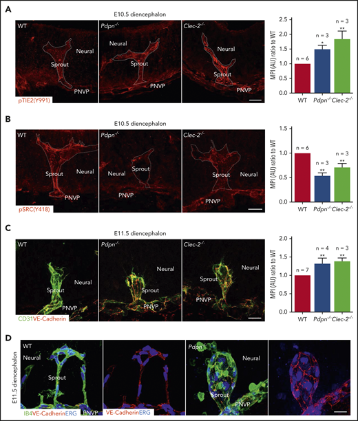 Increased Tie2 signaling in sprout endothelial cells of Pdpn−/− and Clec-2−/− diencephalon. (A-B) Confocal images of diencephalon radial sprouts with an antibody to phospho-TIE-2 (Y991), a marker for TIE-2 activation (A), or antibody probe to phospho-SRC (Y418), a marker for SRC activation (B). Bar graphs represent the quantified ratio of sprout phospho-TIE-2 intensity (A) or phospho-SRC intensity compared with the paired WT (B). Dashed outlines show each sprout. (C-D) Confocal microscopy of junctional VE-cadherin expression in radial sprouts of diencephalon at E11.5 costained with anti-CD31, an endothelial cell junction marker (C), or with anti-ERG, a marker for endothelial cell nuclei (D). Bar graph on right represents the quantified ratio of sprout VE-cadherin intensity compared with paired WT (C). Data represent mean ± standard error of the mean; n, number of embryos. At least 3 sprouts/embryo analyzed. Scale bars, 20 μm. *P < .05; **P < .01.