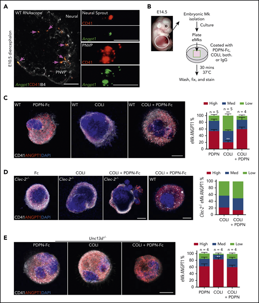 PDPN reduces COL-1–induced ANGPT-1 secretion from fetal Mks. (A) RNAscope confocal images of diencephalon Angpt1 expression. Shown is colocalization with CD41+ cells (left; pink arrows) in the lower diencephalon. High-magnification images (right) show CD41+ cells colocalized with Angpt1 in the diencephalon neural tissue and the PNVP. (B) Overview of eMk isolation, culture, and static adhesion assay on recombinant PDPN/human IgG Fc chimera protein (PDPN-Fc), COL-1, or both. Plate coated with IgG Fc used as negative control (Fc). (C-E) Confocal images of ANGPT-1 levels of WT (C) or Unc13d−/− (E) eMks after incubation for 30 minutes on PDPN, COL-1, or both, or with Clec-2−/− eMk after incubation for 30 minutes on isotype IgG Fc, COL-1, or COL-1+PDPN (D), with comparison with WT. Bar graphs (right) represents the percentage of Mks with high, medium, or low ANGPT-1 levels. Data represent mean ± standard error of the mean; n, number of experimental repeats, with 3 technical repeats each. Scale bars, 50 μm (A, left); 20 μm (A, right); and 10 μm (C-E). **P < .01.