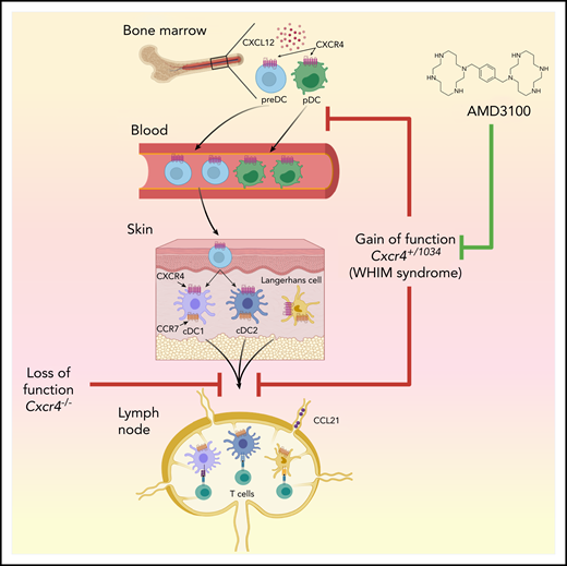 Effect of CXCR4 on leukocyte trafficking. In bone marrow, CXCR4 is expressed on pDCs and preDCs, the latter developing into DC1 and DC2 in peripheral tissues. CXCR4 gain of function in WHIM syndrome, and in Cxcr4+/1013 mice, enhances the interaction of this receptor with its ligand, CXCL12, thereby increasing bone marrow cellularity of multiple leukocyte types, including pDCs and preDCs, and decreasing numbers of these cells in the blood. In the skin, either blockade of CXCR4, or its overactivity, has the same effect of reducing skin DC migration to regional LNs. The CXCR4 inhibitor, AMD3100, reduces skin DC migration in wild-type mice but does not reverse the gain-of-function–dependent reduction in skin DC migration to regional LNs seen in Cxcr4+/1013 mice. Figure generated by Jennifer Martinez, National Institute of Environmental Health Sciences, using Biorender.