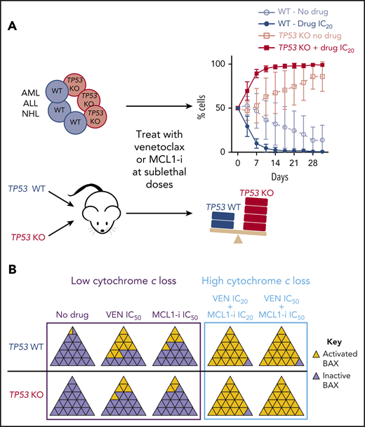 Sublethal dosing of venetoclax or MCL-1 inhibitor selects for TP53 loss clones over time. (A) In AML, ALL, or NHL cell lines in vitro or in AML xenografts, sublethal dosing of either inhibitor leads to progressive selection for the TP53 loss clone over time. (B) TP53 loss is associated with a defect in activating BAX (and BAK) in response to single-agent venetoclax or MCL-1i, but combination therapy causes high levels of activation, with cytochrome c loss leading to apoptosis. WT, wild-type; KO, knockout; MCL-1i, MCL-1 inhibitor; VEN, venetoclax; IC20, 20% inhibitory concentration; IC50, 50% inhibitory concentration. Panel A has been adapted from Figure 2 and panel B is a schematic based on Figure 7 in the article by Thijssen et al that begins on page 2721.
