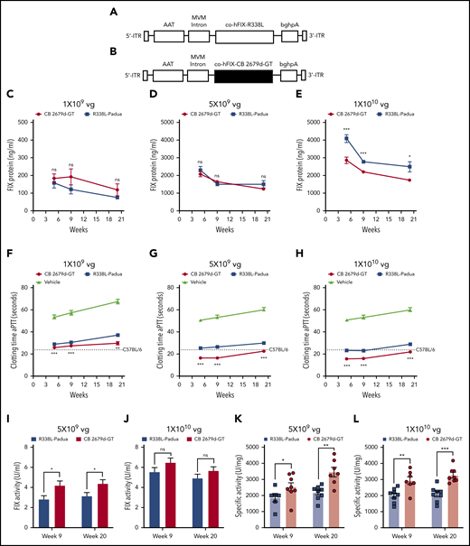 Vector design and functional validation. (A-B) Schematic representation of the pAAV-AAT-co-hFIX-R338L-Padua (A), pAAV-AAT-co-hFIX-CB2679d-GT (B) plasmids used in this study. The liver-specific promoter (AAT) drives the (co-hFIX) complementary DNA with the Padua variant (ie, R338L-Padua) or a CB 2679d-GT transgene that encodes a hFIX with 3 amino acid substitutions (ie, R318Y, R338E, T343R). The minute virus of mouse (MVM) mini-intron and bovine growth hormone polyadenylation site bghpA) are also indicated. The expression cassettes were cloned into an scAAV backbone, flanked by the 5′ and 3′ AAV inverted terminal repeats (ITRs), as indicated. (C-E) The R338L-Padua and CB 2679d-GT vectors were injected into hemophilia B mice (FIX−/−) at doses of 1 × 109 vg per mouse (5 × 1010 vg/kg) (n = 6), 5 × 109 vg per mouse (2.5 × 1011 vg/kg) (n = 8), and 1 × 1010 vg per mouse (5 × 1011 vg/kg) (n = 8). The FIX antigen levels were determined at the indicated times after AAV administration by using a hFIX-specific ELISA at 1 × 109 vg per mouse (C), 5 × 109 vg per mouse (D), and 1 × 1010 vg per mouse (E). To measure CB 2679d-GT and R338L-Padua antigen levels by ELISA and exclude any potential bias, FIX standard curves were constructed with known amounts of the purified recombinant CB 2679d-GT or R338L-Padua, respectively. (F-H) The FIX activity was determined as a measure of clotting time using an aPTT assay for the doses 1 × 109 vg per mouse (n = 6) (F), 5 × 109 vg per mouse (n = 8) (G), and 1 × 1010 vg per mouse (n = 8) (H). Vehicle-injected hemophilia B mice (FIX−/−) (n = 7) and C57BL/6 normal control (n = 4) (dotted line) were used as controls. (I-L) Mouse plasma samples were also used to determine the FIX activity (units per mL) and specific activity (units per mg) calculated based on a single-stage, aPTT-based factor IX clotting assay with WHO FIX standard (09/172) and the FIX antigen levels shown above. Two vector doses were used 5 × 109 vg per mouse (I,K) and 1 × 1010 vg per mouse (J,L). Results are presented as mean ± standard error of the mean. *P < .05; **P < .01; ***P < .001 (Student t test); NS, not significant (P > .1).