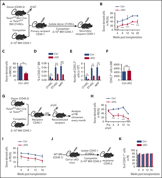 Twist1 deletion compromises reconstitution and self-renewal capacity of HSCs. (A) Schematic for competitive and secondary BM transplantations. (B) Percentage of donor-derived CD45.2 chimerism in the PB of primary recipients. Excision occurred 3 weeks before transplantation (n = 5-10). (C) Chimerism of donor-derived BM cells at 20 weeks after primary BM transplantation (BMT; n = 5). (D-E) Frequencies and absolute numbers of donor-derived indicated populations in CD45.2+ BM at 20 weeks after primary BMT (n = 5). (F) Homing assay was performed by transplantation of 5000 LT-HSCs from control (Ctrl) or cKO mice into lethally irradiated wild-type (WT) mice. Absolutes number of CD45.2+ cells homing to recipient BM are shown (n = 5). (G) Schematic for competitive BMTs. (H) Percentage of CD45.2 chimerism in the PB of primary recipients after gene deletion in recipient mice (n = 4-6). (I) Chimerism of donor-derived PB cells after secondary BMT (n = 4-6). CD45.2+ LT-HSCs from primary BMT mice were transplanted into lethally irradiated secondary recipients. (J) Schematic for reciprocal BMTs. (K) Chimerism of CD45.1+ cells in PB of cKO and Ctrl recipients at the indicated time points after BMT (n = 8-9). Data are shown as means ± standard deviation. *P < .05, **P < .01, ***P < .001 (Student t test). ns, not significant; pI:pC, polyinosinic:polycytidilic acid.