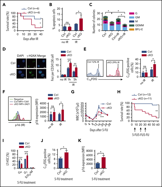 Twist1 cKO animals and HSCs are sensitized to IR and 5-FU. (A) Kaplan-Meier survival curves of mice after IR at 7 Gy (n = 6; log-rank test). (B) Frequencies of apoptotic cells in the LT-HSCs from mice at basal and 12 days after IR (n = 4; Student t test). (C) Colony-forming capacity of LT-HSCs. LT-HSCs from cKO and control (Ctrl) mice, untreated (no IR) or after IR (2 Gy), were plated in methylcellulose-containing media, and colonies were counted and classified as GEMM, GM, G, M, or BFU-E on day 10 of culture (n = 4; Student t test). (D) Quantification of γ-H2AX foci (green) in nuclei (blue) of CD34− LSK cells without IR and at the indicated times post-IR at 2 Gy (right) and representative confocal microscopic images at 1 hr after IR (left). Scale bars, 10 µm (Student t test). (E) Percentages of SA-β-gal staining in LT-HSCs at basal and 12 days after IR at 5 Gy (right) and representative fluorescence-activated cell sorting (FACS) plots (left; n = 4-5; Student t test). (F) The MFI of p16 expression in LT-HSCs under steady-state conditions and after IR and representative FACS plots (left; n = 5-6; Student t test). (G) Absolute leukocyte count in PB after a single injection of 5-FU (n = 4-6; Student t test). (H) Kaplan-Meier survival curves of mice after serial doses of 5-FU treatment at 10-day intervals (n = 11-12; log-rank test). (I) Cell-cycle analysis of LT-HSCs in BM after 5-FU treatment (n = 4; Student t test). (J) Percentages of SA-β-gal staining in LT-HSCs at day 16 after 5-FU injection (n = 5). (K) The MFI of p16 expression in LT-HSCs after 5-FU treatment (n = 5). Data are shown as means ± standard deviation. *P < .05, **P < .01, ***P < .001. DAPI, 4′,6-diamidino-2-phenylindole; MFI, mean fluorescence intensity; ns, not significant; WBC, white blood cell.