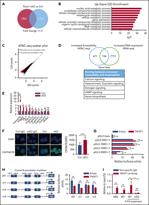 Twist1 deletion displays altered expression of genes associated with regulation of Ca2+ and mitochondrial function upon IR stress. (A) Transcriptome profiling of cKO and control (Ctrl) LT-HSCs after IR treatment. Red box displays the number of upregulated genes, and blue box displays the number of downregulated genes. (B) Gene ontology (GO) analysis of genes upregulated >1.5-fold in Twist1-deficient LT-HSCs after IR stress. Only top 10 GO terms are listed. (C) Scatterplot shows differentially accessible peaks from ATAC-seq analysis between cKO and Ctrl LT-HSCs after IR stress. (D) Venn diagram of genes with discrete Twist1 peaks compared with genes upregulated after Twist1 deletion. (E) Relative messenger RNA expression levels of calcium signaling factors in LT-HSCs from cKO and Ctrl BM (n = 3; Student t test). (F) Quantification of CACNA1B expression (green) in HSCs at 12 days after IR at 5 Gy (right) and representative confocal microscopic images (left). Rabbit immunoglobulin G (IgG) was used as a negative control. Scale bars, 10 µm (Student t test). (G) Promoter activity assay using a Twist1 expression plasmid and luciferase reporter constructs driven by various lengths of the Cacna1b 5′ flanking region in the 293T cell line (n = 3; Student t test). (H) Relative luciferase activity in 293T cells transfected with WT or mutated Cacna1b promoter–luciferase reporter constructs (right). The schematic representation of the mutated constructs of the Cacna1b promoter (left; n = 3; Student t test). (I) Binding of TWIST1 was analyzed by chromatin immunoprecipitation–polymerase chain reaction in EML cell line and LSK cells from WT mice or from Ctrl and cKO mice treated with 5-FU (n v= 3; Student t test). Column plots show means ± standard deviation. *P < .05, **P < .01, ***P < .001. ns, not significant.