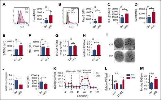 Loss of Twist1 enhances Ca2+ level, mitochondrial activity and metabolism, and ROS level in HSCs upon genotoxic stresses. (A-B) The concentrations of intracellular Ca2+ (A) and mitochondrial Ca2+ (B) in LT-HSCs after IR stress. Representative fluorescence-activated cell sorting (FACS) plots show the fluorescence intensity of Fluo-4 (intracellular Ca2+) and Rhod-2 (mitochondrial Ca2+; n = 5). (C) Mitochondrial membrane potential of LT-HSCs determined by DilC1(5) staining after IR (n = 5). (D) Mitochondrial membrane potential of LT-HSCs determined by TMRM staining after IR (n = 5). (E) Glucose uptake of LT-HSCs after IR (n = 5). (F) Mitochondrial mass of LT-HSCs evaluated by using MTG staining in the presence of verapamil after IR (n = 5). (G) Relative mitochondrial DNA (mtDNA) copy number of LSK cells evaluated by DNA quantitative polymerase chain reaction (PCR; n = 2). (H) Relative ROS levels of LT-HSCs after IR (n = 5). (I) Representative TEM images of mitochondrial morphology in LSK cells after 5-FU treatment (left, 10 000×; right, 20 000×). (J) Expression of Mfn2 messenger RNA based on quantitative reverse transcription PCR and MFN2 protein determined by FACS in LT-HSCs after 5-FU treatment (n = 3-5). (K) Oxygen-consumption rate (OCR) of LSK cells after 5-FU treatment (n = 4). (L) Relative ATP levels of MPPs and LT-HSCs after 5-FU treatment (n = 4). (M) Relative ROS levels of LT-HSCs after 5-FU treatment (n = 5). Data are shown as means ± standard deviation. *P < .05, **P < .01 (Student t test). MFI, mean fluorescence intensity; ns, not significant.