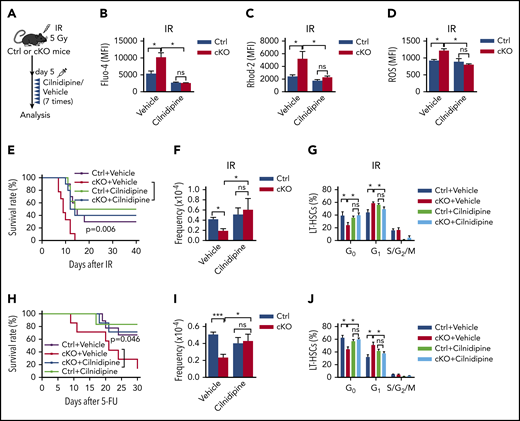 Suppression of VGCC abrogates increased mitochondrial activity and largely rescues HSC defects in Twist1-deficient mice. (A) Schematic overview of the cilnidipine treatment of irradiated mice. Control (Ctrl) and cKO mice were injected with cilnidipine (1 mg/kg per dose; intraperitoneal injection) for 7 consecutive days after IR treatment. (B-D) The concentrations of intracellular Ca2+ (B), mitochondrial Ca2+ (C), and ROS level (D) in BM LT-HSCs from cKO and Ctrl mice treated with cilnidipine or vehicle after IR treatment (n = 4-6; Student t test). (E) Kaplan-Meier survival curves of cKO and Ctrl mice administered cilnidipine or vehicle after IR at 7 Gy (n = 8-10; log-rank test). (F-G) Frequencies (F) and cell-cycle analysis (G) of BM LT-HSCs from cKO and Ctrl mice treated with cilnidipine or vehicle after IR treatment (n = 4-6; Student t test). (H) Kaplan-Meier survival curves of cKO and Ctrl mice administered cilnidipine or vehicle after serial 5-FU injection (n = 6-9; log-rank test). (I-J) Frequencies (I) and cell-cycle analysis (J) of BM LT-HSCs from cKO and Ctrl mice treated with cilnidipine or vehicle (n = 4-5; Student t test). Data are shown as means ± standard deviation. *P < .05, ***P < .001. MFI, mean fluorescence intensity; ns, not significant.