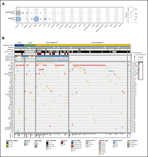Genomic and immunogenetic landscapes of IGLV3-21R110 CLL. (A) Presence of specific driver alterations in cases with and without IGLV3-21R110. Driver alterations found in ≥10 cases are shown. Q values by Fisher’s exact test with Benjamini-Hochberg correction. (B) Oncoprint representation (variables in rows, cases in columns) showing main clinical variables (diagnosis and Binet stage), IGHV mutational status and subset 2, features associated with characterization of IGLV3-21, and CLL driver alterations. Bar plot represents total number of driver alterations for each case (bottom). Based on enrichment of IGLV3-21R110 in i-CLL subtype, all i-CLL cases are depicted for comparison purposes. In contrast, only m-CLL and n-CLL expressing IGLV3-21 are illustrated. Percentages represent fraction of cases carrying each specific driver alteration among IGLV3-21R110 i-CLL cases (left) and i-CLLs lacking IGLV3-21R110 (right). Bar plot represents Q values by Fisher’s exact test with Benjamini-Hochberg correction (right). Q < 0.1, ***Q < 0.0001. CN, copy number; NA, not available.
