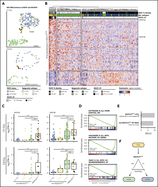 Gene expression profile of IGLV3-21R110 CLL. (A) UMAP representation of C1-CLL cases based on 825 DEGs between U-IGHV and M-IGHV cases (top). Projection of expression levels of these 825 genes from C2-CLL cases on previous UMAP embedding (bottom). C1-CLL565 carrying YDND motif is highlighted. (B) Heatmap representation of 64 DEGs between IGLV3-21R110 and non–IGLV3-21R110 cases. Genes are ordered based on their log2-transformed fold change. (C) Boxplots showing expression levels of WNT5A and WNT5B according to CLL subtype in C1-CLL (top) and C2-CLL (bottom). P values by Wilcoxon test. (D) Gene sets downregulated in IGLV3-21R110 CLL are related to genes downregulated in aggressive CLL (top) and genes upregulated in M-IGHV tumors (middle and bottom). (E) Number of DEGs between subset 2 and non–subset 2 i-CLL cases carrying IGLV3-21R110 as well as between i-CLL and m-CLL cases with M-IGHV and lacking IGLV3-21R110. (F) Summary of findings: cases carrying IGLV3-21R110 mutation have transcriptome mirroring that observed in n-CLL. Considering that most patients carrying IGLV3-21R110 belong to i-CLL subtype, this illustration aims to highlight that IGLV3-21R110 identifies a subset of i-CLL cases resembling n-CLL cases. In contrast, absence of this mutation is associated with phenotype typical of m-CLL tumors. P < .1, *P < .05, **P < .001, ***P < .0001. ns, not significant; TPM, gene-level transcripts per million.