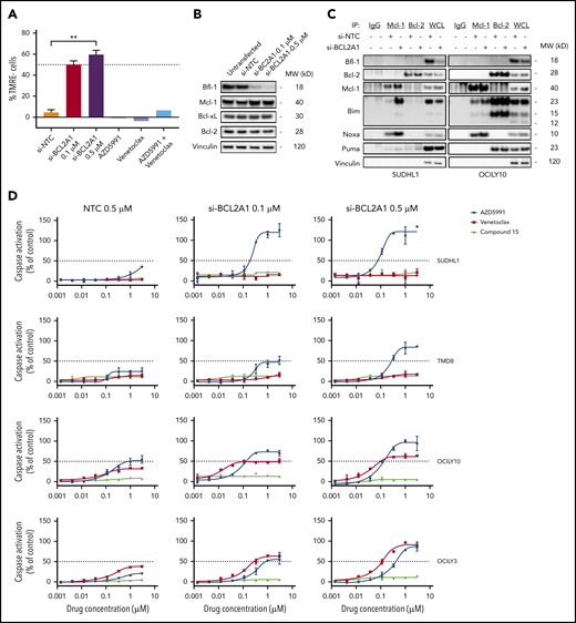 Bfl-1+ lymphomas are codependent on additional antiapoptotic Bcl-2 family proteins for survival. (A) SUDHL1 cells were transfected with nontargeting control (NTC) or BCL2A1 siRNA for 72 hours, or treated with 0.5 µM AZD5991, 0.5 µM venetoclax, or 0.5 µM AZD5991 plus 0.5 µM venetoclax for 8 hours followed by flow cytometric measurement of MOMP. Results are plotted as TMRE− cells, normalized to untreated cells (0%). (B) Western blot analysis for Bfl-1 protein knockdown efficiency and effects on Bcl-2 family prosurvival proteins following 72 hours of BCL2A1 transfection in SUDHL1 cells. Loading control, vinculin. (C) Mcl-1 and Bcl-2 were immunoprecipitated from whole-cell lysates (WCL) in SUDHL1 and OCILY10 cell lines following 72 hours transfection with 0.5 µM nontargeting control or 0.5 µM BCL2A1 siRNA and immunoblotted for the indicated Bcl-2 family proteins. Species specific isotype controls are included in lanes 1 (mouse IgG) and 2 (rabbit IgG). (D) Lymphoma cell lines were transfected with the indicated concentrations of NTC or BCL2A1 siRNA for 72 hours followed by treatment of 6 hours with a dose titration of Mcl-1 (AZD5991), Bcl-2 (venetoclax) or Bcl-xL (compound 15) inhibitors before measuring caspase activation. **P < .01.