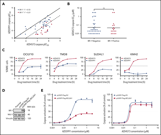 CDK9 inhibitors are highly effective at inducing apoptosis in Bfl-1+ lymphomas. (A) AZD4573 and AZD5991 6-hour caspase negative logarithmic 50% effective concentration (pEC50) correlation across 52 lymphoma cell lines. Dots represent individual cell lines, colored by Bfl-1− (blue) or Bfl-1+ (red) protein expression as determined from western blot analysis. Solid and dashed lines illustrate y = x (1:1) and y = x−1 (1:10) axis unity, respectively. (B) Apoptotic sensitivity of lymphoma cell lines to AZD4573 after 6-hour treatment assessed by caspase EC50 determination. (C) Kinetics of MOMP in Bfl-1+ lymphomas over time following incubation with 0.1 µM AZD4573 or 0.5 µM AZD5991, respectively. (D) Western blot analysis for Bfl-1 and Mcl-1 protein expression in MV411 parental, pLVXIP-Flag-empty vector or pLVXIP-Flag-BCL2A1 cell lines. Loading control, vinculin. (E) AZD5991 (left graph) and AZD4573 (right graph) were treated at the indicated concentrations for 6 hours followed by caspase-3/7 measurement in MV411 pLVXIP-Flag-EV or pLVXIP-Flag-BCL2A1 stable cell lines. ns, no significance.