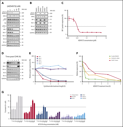 Acute CDK9 inhibition depletes labile antiapoptotic proteins Bfl-1 and Mcl-1. (A) Western blot analysis of CDK9, CDK1, and CDK4/6 putative biomarkers and Bcl-2 family proteins in OCILY10 cells treated with the indicated doses of AZD4573 for 6 hours. Loading control, glyceraldehyde-3-phosphate dehydrogenase (GAPDH). (B) OCILY10 cells were treated with 0.1 µM AZD4573, 0.1 µM dinaciclib, or 1 µM AZ’5576 for 6 and pSer2-RNAP2 and antiapoptotic biomarker expression was assessed by western blot. Loading control, GAPDH. (C) Measurement of Bfl-1 protein levels using MSD immunodetection following 6 hours of AZD4573 exposure in OCILY10 cells. Expression is normalized to DMSO-only treated cells (100%). (D) Western blot analysis of antiapoptotic Bcl-2 family protein levels in OCILY10 cells following exposure to 10 µg/mL cycloheximide (CHX) or CHX plus 10 µM MG132 for the indicated durations. MG132 treatment is indicated by “+”. Loading control, GAPDH. (E) Densiometric quantification of panel D, expression is relative to untreated (time 0 hours, 100%) cells. (F) Measurement of pSer2-RNAP2, BCL2A1 mRNA and Bfl-1 protein levels in OCILY10 cells at the indicated time points following 0.1 µM AZD4573 treatment. (G) Eµ-Myc lymphoma cells ectopically expressing BCL2A1, MCL1, BCL2, BCL2L1, or BCL2L2 prosurvival genes were treated with the CDK9 inhibitor AZ’5576 at the indicated concentrations for 24 hours. Apoptosis was measured by flow cytometric annexin V staining.