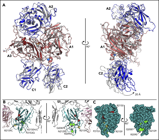 Conformational changes of the ET3i C2 domain and hemophilia A–associated mutations that decrease VWF binding. (A) Structural superposition of the unbound ET3i structure with ET3i in the 2A9 antibody complex. Arrow indicates swivel-like movement of the C2 domain (light gray, ET3i alone structure) (PDBID#, 6MF0). (B) Ribbon diagram representation of hemophilia A–associated mutations known to decrease VWF binding, represented by spheres (yellow, adjacent to 2A9 epitope; red, proximal to 2A9 epitope; green, opposing face of 2A9 epitope). (C) Van der Waals sphere representation of the fVIII C1 domain, highlighting the solvent exposure of hemophilia A–associated mutations.