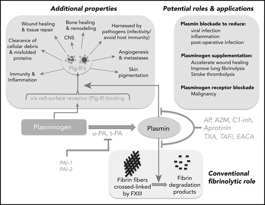 Schematic representation of the broad reach of plasminogen and the plasminogen activating system. The conventional function of this system has been in the removal of fibrin deposits and blood clots. Fibrin fibers formed following activation of coagulation are crossed linked by factor XIII (FXIII) and subsequently removed by plasmin. Activation of plasminogen by t-PA or u-PA can be inhibited by PAI-1 or PAI-2. Plasmin generation or activity can also be regulated by endogenous inhibitors: α2-antiplasmin (AP), TAFI, α2-macroglobulin (A2M), CI-inhibitor (C1-inh), or therapeutically by tranexamic acid (TXA), ε amino caproic acid (EACA; also a lysine analog), or aprotinin. Direct plasmin inhibitors are shown in red (AP, A2M, C1-inh, aprotinin), whereas those that inhibit plasmin generation (TAFI, TXA, EACA) are shown in blue. Plasminogen influences numerous other “additional” processes, some occurring via binding to plasminogen receptors (Plg-Rs) located on most leukocytes, permitting localized plasmin generation. Recent evidence has suggested that blocking plasmin formation might reduce viral infection and inflammation and improve immune function. On the other hand, plasminogen supplementation could be considered to improve wound healing, to more effectively remove parenchymal fibrin deposits, and to improve stroke thrombolysis. Plasminogen receptor blockade has also been proposed as a novel approach for malignant conditions.