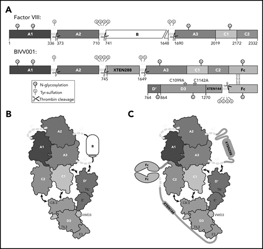 BIVV001, a stabilized FVIII/VWF-DʹD3 complex, was an ideal candidate for single particle, cryo-electron microscopy. (A) N to C terminal linear domain layout comparing WT FVIII (top) to BIVV001 (bottom). Large structured domains of FVIII are in blue, with intervening acidic peptides in yellow, and B domain in white. In BIVV001, XTEN insertions are in gray, Fc in green, and Dʹ and D3 in red and orange, respectively. Positions of C1099A and C1142A mutants to prevent VWF dimerization are shown. Thrombin cleavage sites are depicted by scissors, with posttranslational modification sites indicated by spheres: S, tyrosine sulfation; N, N-linked glycosylation. (B) Illustration of FVIII/VWF-D′D3 complex for WT FVIII and endogenous VWF. (C) Illustration of VWF-D′D3 complex within BIVV001. Arrows depict likely interaction sites based on previously reported biochemical data.