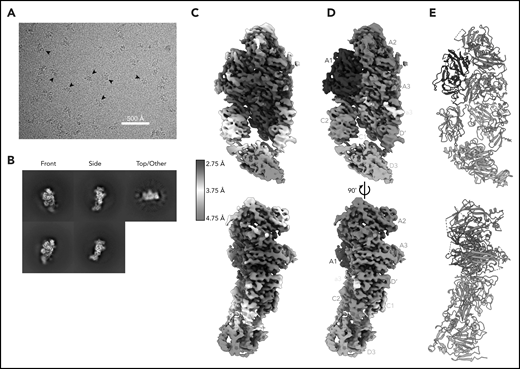 Cryo-EM structure of FVIII/VWF-DʹD3 complex solved to 2.9 Å resolution. (A) Single micrograph of BIVV001 particles at ×81 000 magnification. Black arrows indicate BIVV001 particles. (B) Representative 2-dimensional class averages of BIVV001, demonstrating multiple particle orientations. Side views were readily observed (middle top and middle bottom) and were the preferred orientation; front-on views (left top and left bottom) and top/other views (right) were also found. (C) Local resolution gradient across EM potential map, colored from high (blue, 2.75 Å) to low (red, 4.75 Å). The core of FVIII is the best resolved portion of the structure, with VWF-D3 the least well resolved. (D) EM potential map colored according to protein domain identity. (E) Representation of FVIII/VWF-D′D3 complex structure. Bound metal ions are depicted as spheres.