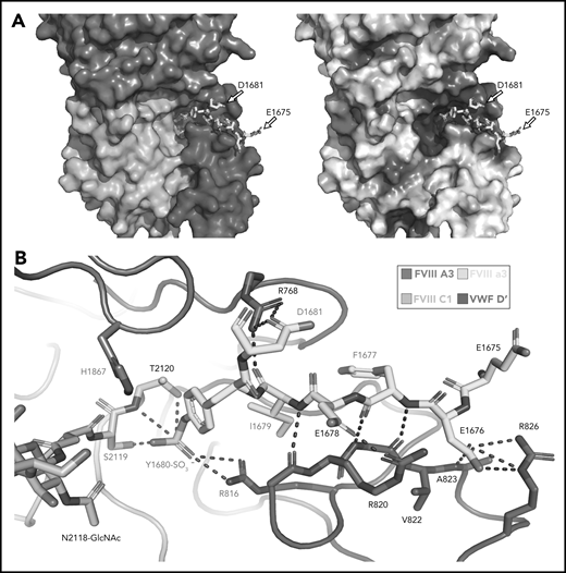 Sulfated-Y1680 in the FVIII-a3 acidic peptide and R816 in the basic groove of VWF-D′ directly interact. (A) FVIII-a3, shown in yellow with acidic residues labeled, sits in a basic groove of VWF-D′ formed by a network of arginine residues. VWF-D′ is rendered in surface view colored by domain identity (left) or electrostatic potential (right) (acidic: red, basic: blue, neutral: white) using the APBS plugin in PyMol. Scale is –5 to +5 kT/e. (B) Details of FVIII-a3/VWF-D′ interface. FVIII-a3 peptide in yellow, VWF-D′ in red, FVIII-C1 in cyan, and FVIII-A3 in blue. Direct polar interactions are indicated by dotted lines, with interacting residues labeled. Residues with known mutations that cause bleeding disorders are labeled in red.