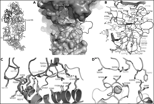 FVIII/VWF-D′D3 form an extended interface of van der Waals interactions. (A) VWF-TIL′ (red) exhibits shape complementarity to FVIII, C1 (cyan), and A3 (violet) domains shown in surface rendering. Insertion of the VWF-TIL′ N terminal residue in a shallow pocket in the A3 domain can be seen. (B) VWF-TIL′/FVIII interacting residues, outside of the a3 peptide, shown as sticks, colored as in panel A. Residues labeled in red have known disease-causing mutations. (C) Docking solution of VWF-D3 indicates C8-3 subdomain (orange) is in close contact with the FVIII C2 domain (teal), with hydrophobic spike residues in FVIII-C2 shown as sticks. (D) The calcium-binding site of VWF-D3 VWD3 subdomain (orange) is in close proximity to the FVIII C1 domain (cyan).