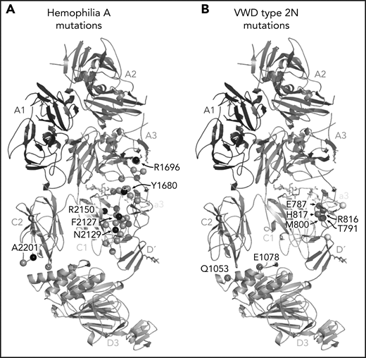 Hemophilia A mutations in FVIII and VWD type 2N mutations in VWF-D′D3 decorate the protein-protein interface. (A) Hemophilia A missense mutations in the interface with VWF are shown on FVIII as gray spheres, with prevalent hemophilia A mutations labeled and depicted as black spheres (defined here as >10 cases reported in the European Association for Haemophilia and Allied Disorders F8 variant database.50 (B) VWD type 2N mutations, as annotated in Dong et al,25 are shown on VWF-D′D3. Mutations in gray are in the interface with FVIII. Mutations in white are outside the FVIII interface, as annotated by PDB PISA. The calcium ion in VWF-D3 is not shown.