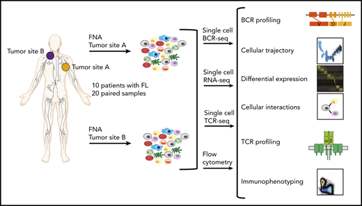 Study overview. Workflow for sample processing and single-cell analyses of FL samples collected from 2 distinct lymph node tumor sites (tumor site A and tumor site B) from each patient. Fresh cell suspensions were processed in parallel for scBCR-seq, scRNA-seq, scTCR-seq, and flow cytometry.