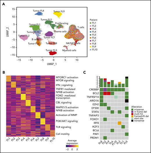 Interpatient heterogeneity in FL. (A) UMAP representation of dimensionally reduced scRNA-seq data from 20 tumor samples from 10 patients with FL following graph-based clustering. Clusters are assigned to indicated cell types by differentially expressed genes (see also supplemental Figure 1A-B) and cells are colored by patient identity (FL1-FL10). (B) Heatmap representing pathway activity of the top 30 MSigDB “Reactome” gene sets for each patient (FL1-FL10); analysis of variance with Tukey's honestly significant difference P < .05. Selected pathways are highlighted on the right of the heatmap. (C) Oncoprint showing mutations in genes known to be recurrently mutated in B-cell lymphomas, detected by targeted sequencing from archival tumor samples, available for indicated patients. The color coding delineates the type of alteration as indicated in the legend. The number of mutations in each tumor is plotted above.