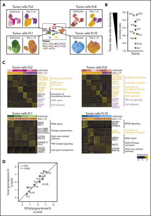 Site-to-site heterogeneity in tumor cell gene expression. (A) Each patient`s tumor cells were subset from the main data set and reclustered as shown here for FL2, FL8, FL1, and FL10, with subgraphs colored by tumor subcluster (left) or by tumor site (right). (B) Jitter plot showing Renkonen SIs of tumor subpopulations for all 10 patients (FL1-FL10). (C) Heatmaps of the top differentially expressed genes (rows) between cells from each tumor subcluster (columns) for patients with the lowest and highest SI in panel B; the Wilcoxon test with Bonferroni correction was used. Genes and pathways upregulated in subclusters mainly found in site A are highlighted in orange, and those at site B in purple. Bars at the top indicate tumor subclusters and tumor site. (D) Pearson correlation between the degree of dissimilarity, based on SI, of tumor cells and BCR phylogeny between sites for each patient (FL1-FL10). Dots are colored by patient identity as in panel A.