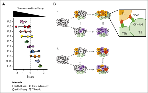 Multiple orthogonal single-cell methods reveal site-to-site heterogeneity in FL. (A) Summary plot showing the degree of site-to-site dissimilarity for each single-cell method (symbols) for each patient (FL1-FL10). Site-to-site dissimilarity is quantified by Renkonen SI for scBCR-seq, scRNA-seq, and flow cytometry and by site-to-site abundance ratio for Tfh cells. (B) Model illustrating (I) cases with divergent clonal evolution and little cell migration leading to significant site-to-site heterogeneity, including in recruitment and co-option of Tfh cells, compared to (II) cases with high degree of tumor cell migration between sites, leading to increased sharing of evolving subclones.