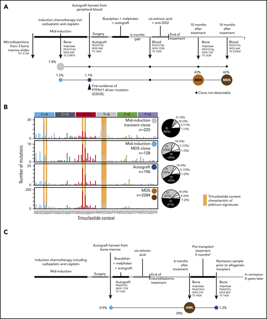Development of CH and TMNs in patients 1 and 2. (A) The neuroblastoma treatment course for patient 1 in parallel with the emergence of CH (clone 1 in blue and clone 2 in gray) and the progression of clone 1 to t-MDS denoted in orange and red. Sequencing coverage (X) is indicated for whole-genome sequencing (WGS) and targeted sequencing (TS). For patient 1, targeted sequencing coverage is reported at the PTPN11 G503E locus. The median VAFs of mutations defining each clone are indicated as a percentage value next to their respective circle. Black circles indicate that no evidence (ie, no significant enrichment of mutant reads) of the clone in question was found at that time point. (B) The mutational spectra defining clone 2 for patient 1 (light blue and dark blue circles), clone 2 (gray circle) and t-MDS (red and orange circles) are defined by the number of single-base substitutions (SBSs, y-axis) per trinucleotide context (x-axis). SBS spectra characteristic of platinum agent-induced mutagenesis are shaded yellow. The pie charts to the right of each mutational spectra plot indicate that the majority of the SBSs at all time points are accounted for by platinum agent–associated mutational signatures (SBS31 and SBS35), with the small remainder of mutations attributed to clock-like mutational processes associated with ageing (SBS1 and SBS5) and oxidative stress (SBS18). (C) The neuroblastoma treatment timeline for patient 2 in parallel with the progression of CH (light blue circle) to AML (red circle), with persistence of residual CH after t-AML remission (dark blue circle). As in panel A, the median VAF of mutations defining each clone is indicated as a percentage value. *Treatment for t-AML before allogeneic transplant comprised cytarabine, daunorubicin, and etoposide (ADE) and fludarabine, high-dose cytarabine, idarubicin, and granulocyte colony-stimulating factor (FLAG-IDA) chemotherapy. (D) The mutational spectra defining clonal hematopoiesis and t-AML for patient 2 is shown in the same manner as that for patient 1 in panel B.