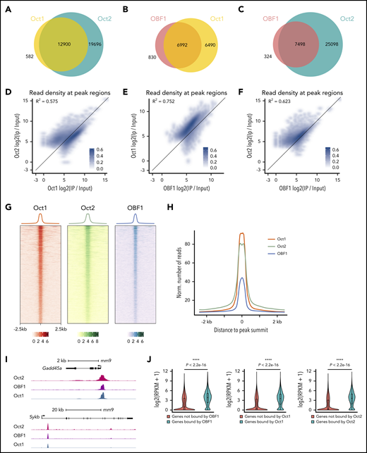 OCT1, OCT2, and OBF1 show genome-wide colocalization. (A-C) Venn diagrams showing the overlaps among OCT1, OCT2, and OBF1 peaks in LPS-stimulated splenic B cells. (D-F) Correlation of enrichment between OCT1 and OCT2 (D), OBF1 and OCT1 (E), and OBF1 and OCT2 (F) ChIP-seq samples under LPS stimulation. (G) Heatmap showing OCT1, OCT2, and OBF1 ChIP enrichment under LPS stimulation in 5-kb windows centered on OCT1 peak summits. (H) Mean of alignments of OCT1, OCT2, and OBF1 ChIP-seq signals centered on OCT1 peak summits within 5-kb genomic window under LPS stimulation. (I) OBF1/OCT1/OCT2 ChIP-seq read densities in LPS-stimulated mouse splenic B cells at 2 known OBF1 target gene loci. (J) Violin plots showing distributions of expression levels of genes grouped by their association with OBF1 (left), OCT1 (middle), or OCT2 (right) in splenic B cells stimulated with LPS. Mean ± standard deviation; *P < .05; **P < .01; ***P < .001; ****P < .0001 (Mann-Whitney U test).