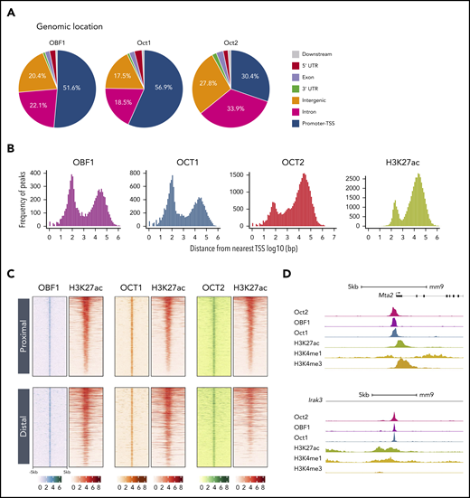 OCT1, OCT2, and OBF1 occupy active functional genomic elements. (A) Genomic distribution of OBF1/OCT1/OCT2 peaks under LPS stimulation. “Promoters” are defined as TSS ± 1 kb. “Downstream” is defined as within 3 kb downstream of 3′ untranslated region. (B) Distributions of distances among OBF1, OCT1, OCT2, and H3K27ac peaks and the nearest TSS (log10 scale). (C) OBF1, OCT1, OCT2, and H3K27ac ChIP-seq enrichments in 10-kb genomic windows centered on the middle of overlapping peaks among OBF1, OCT1, and OCT2. ChIP-seq was performed with CD19+ splenic B cells treated with LPS for 72 hours. (D) OCT1, OBF1, OCT2, H3K27ac, H3K4me1, and H3K4me3 ChIP-seq read densities at 2 individual gene loci, illustrating the colocalization of measured signals.
