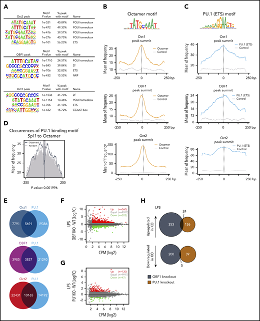 OCT1, OCT2, and OBF1 colocalize with TFs of the ETS family. (A) De novo motif analysis for Bio-ChIP-seq peak regions of OCT2 (top), OBF1 (middle), and OCT1 (bottom) in LPS-stimulated CD19+ mouse splenic B cells. Sequence logos and P values are shown for the most highly enriched sequence motifs. (B) Enrichment of Octamer motifs in OCT1, OBF1, and OCT2 in 500-bp windows centered on peak summits. Controls are randomly shuffled peak sequences that retain dinucleotide frequency. (C) Enrichment of PU.1 binding motifs (MA0080.3 in JASPAR database) in 500-bp windows centered on OCT1, OBF1, and OCT2 peak summits. Controls are randomly shuffled peak sequences that retain dinucleotide frequency. (D) Occurrence of PU.1 binding motif in a 500-bp window surrounding Octamer motifs in OBF1 overlapping peak regions. The black line shows the occurrences of original motifs within 500 bp around octamer motifs found in OBF1 peaks. Gray lines show the occurrences of randomly shuffled ETS motifs as backgrounds. Each of the original ETS motifs were randomized 500 times. After randomization, P value was calculated by comparing the 95th percentile of the occurrences of original motifs with the 95th percentiles of all randomly shuffled ETS motifs (500 times for each motif). (E) Venn diagrams showing overlaps between OCT1/OCT2/OBF1 peaks and PU.1 ChIP-seq peaks. (F) Average expression (log2 counts per million, x-axis) and change of expression (log2-fold change, y-axis) for genes in WT and OBF1 knockout CD19+ splenic B cells stimulated with LPS. Differentially expressed genes are color-coded (DEGs fold change ≥1, FDR <0.01, logCPM >2): red data points represent genes with higher expression level in OBF1 knockout cells; green data points represent genes with higher expression in wild type cells. (G) Average expression (log2 counts per million, x-axis) and change of expression (log2-fold change, y-axis) for genes in WT and PU.1 knockout CD19+ splenic B cells stimulated with LPS. Differentially expressed genes are color-coded (DEGs fold change ≥1, FDR <0.01, logCPM >2): red data points represent genes with higher expression level in PU.1 knockout cells; green data points represent genes with higher expression in WT cells. (H) Venn diagrams showing the overlaps between significantly upregulated (top) and downregulated (bottom) genes identified in OBF1 and PU.1 knockout B cells under LPS treatment. All samples in this figure were LPS-stimulated CD19+ mouse splenic B cells.